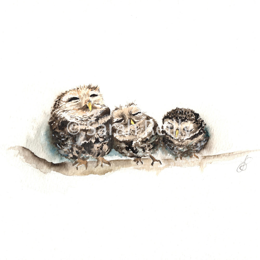 Sleepy Little Owls by Sarah Reilly, Suffolk Artist, Love Country by Sarah Reilly