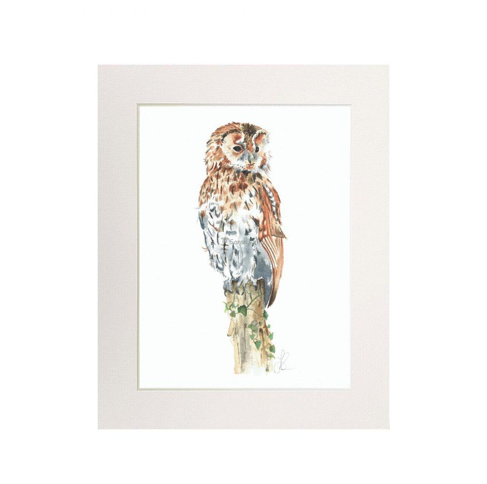 Tawny Owl Print (Portrait)