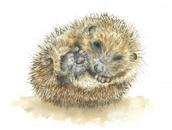 REDUCED   40 WINKS HEDGEHOG Canvas Print A3