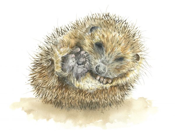 REDUCED   40 WINKS HEDGEHOG Canvas Print A3